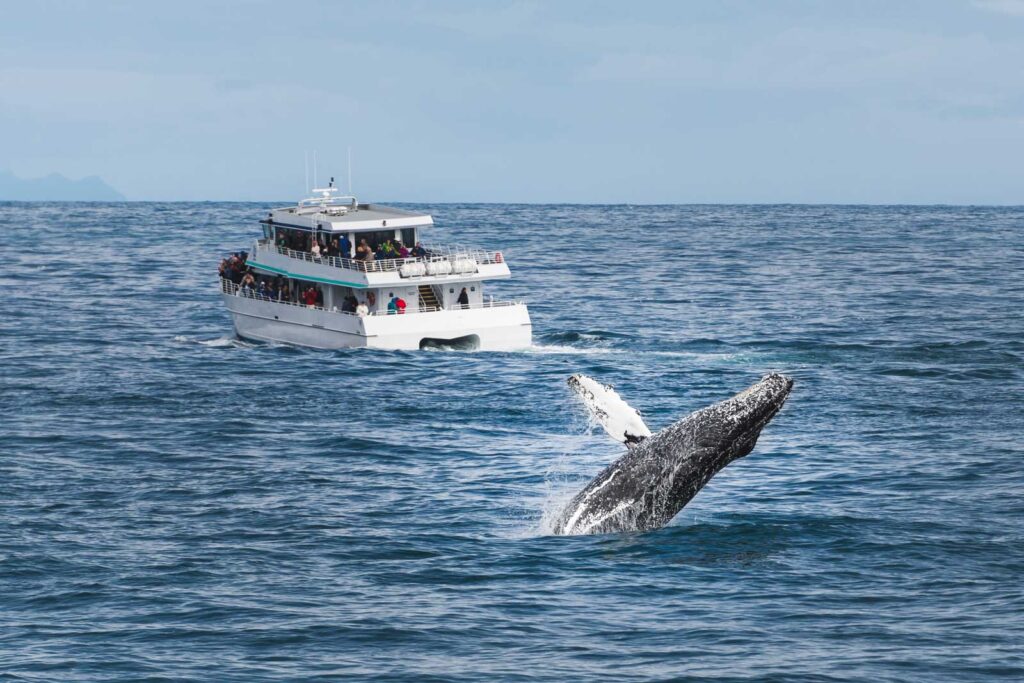 Whale breaching besides tourist boat.