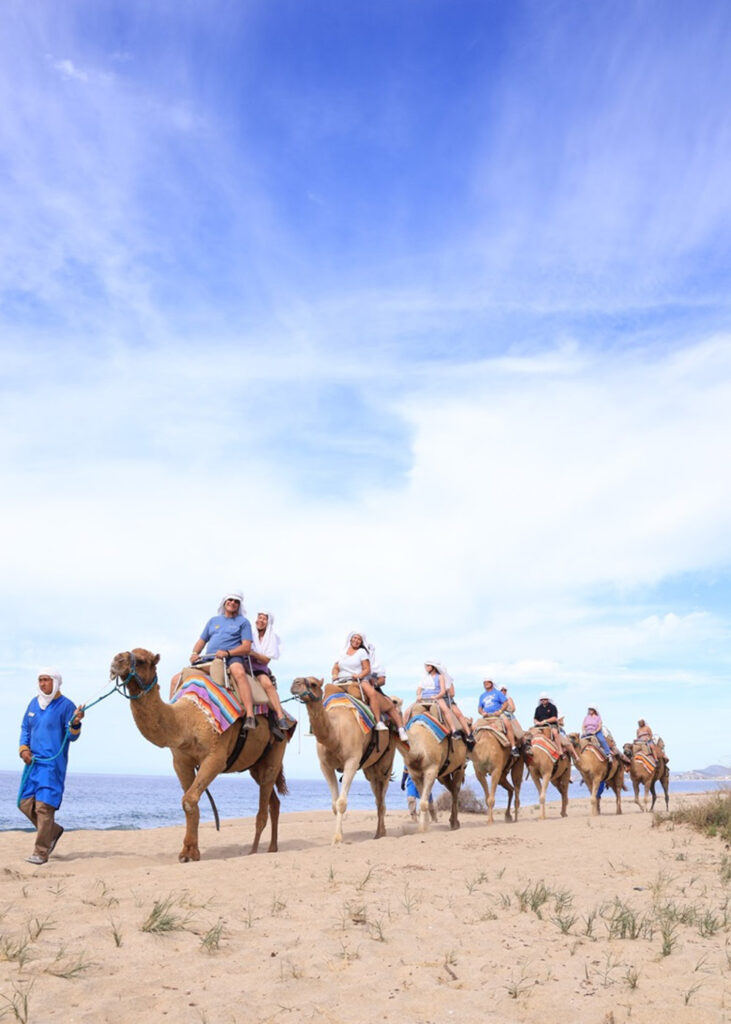 Tourist group riding camels along a beach in Cabo San Lucas.