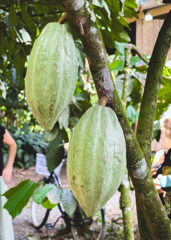Giant cacao beans on a tree in Puerto Viejo.