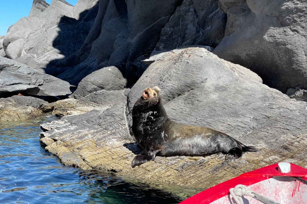 Sea lion basking on a rock on Isla Coronado in Baja California Sur.