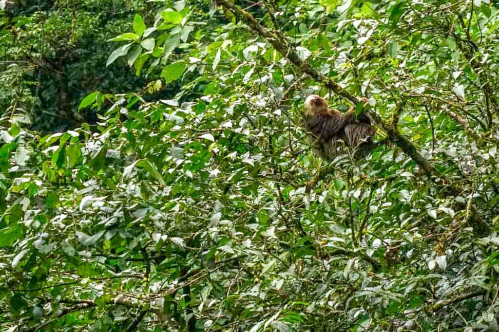 Sloth clinging to a tree in the Costa Rican forest.