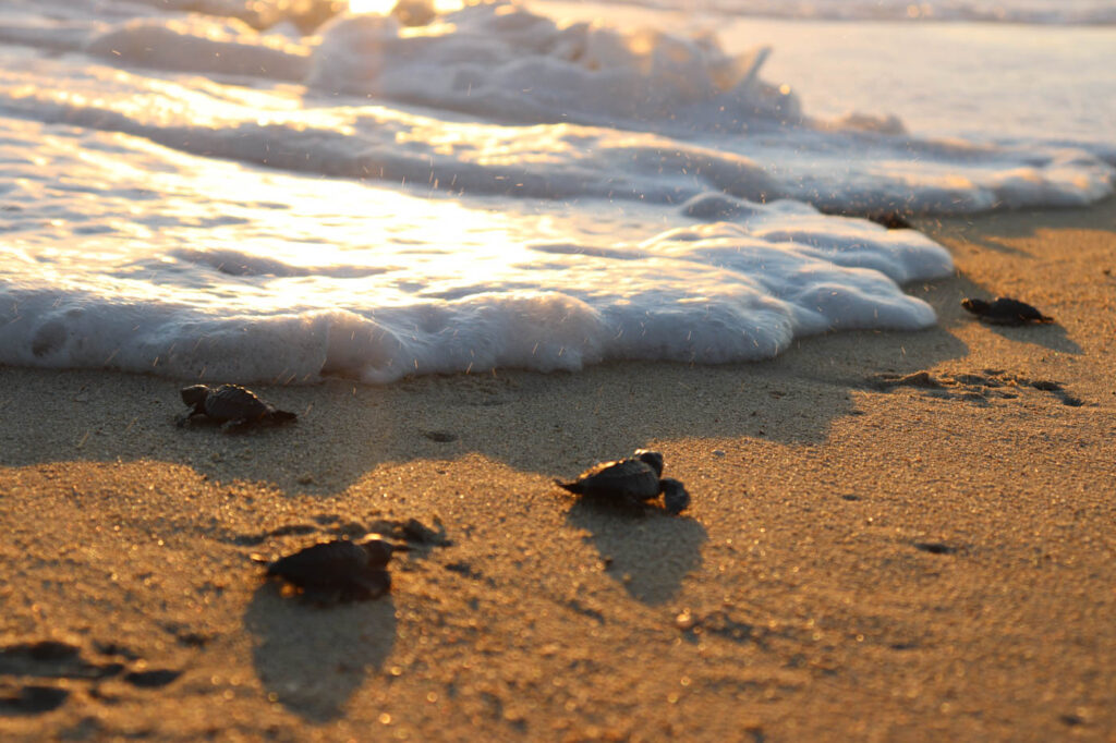 Baby turtles rushing over a beach to the ocean at sunset.