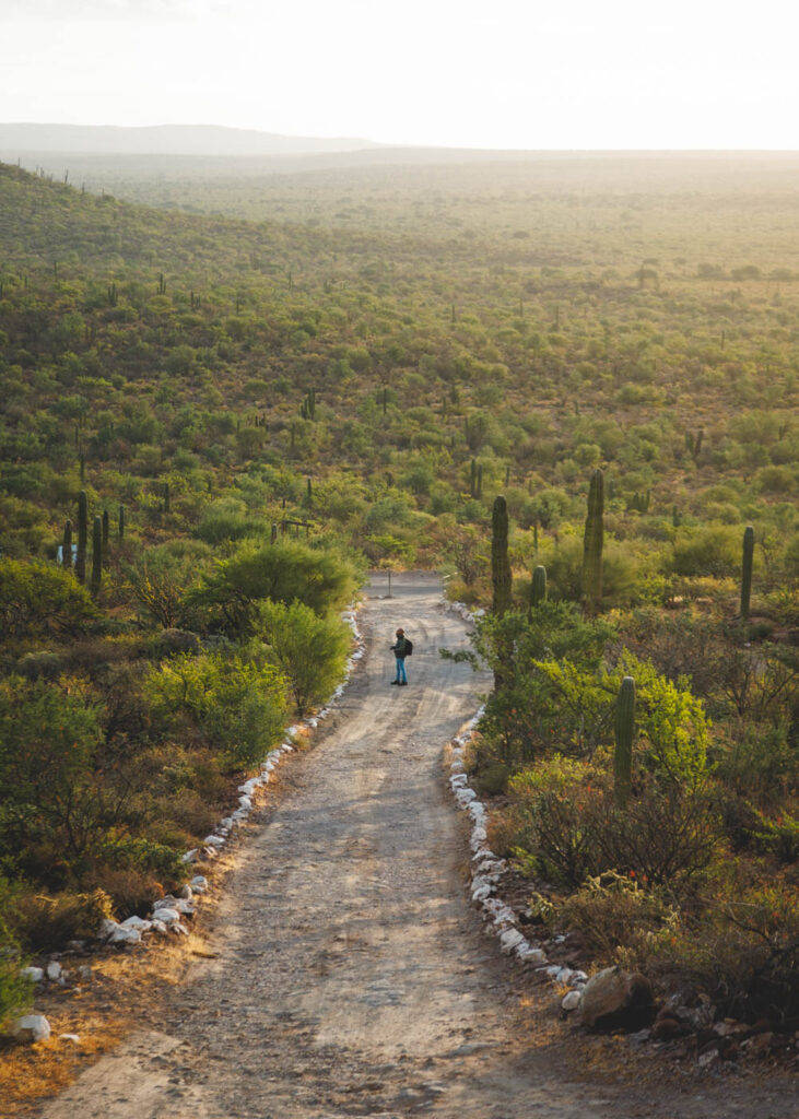 Man walking down a trail at sunset in Volcan de Tres Virgenes in Baja California Sur.