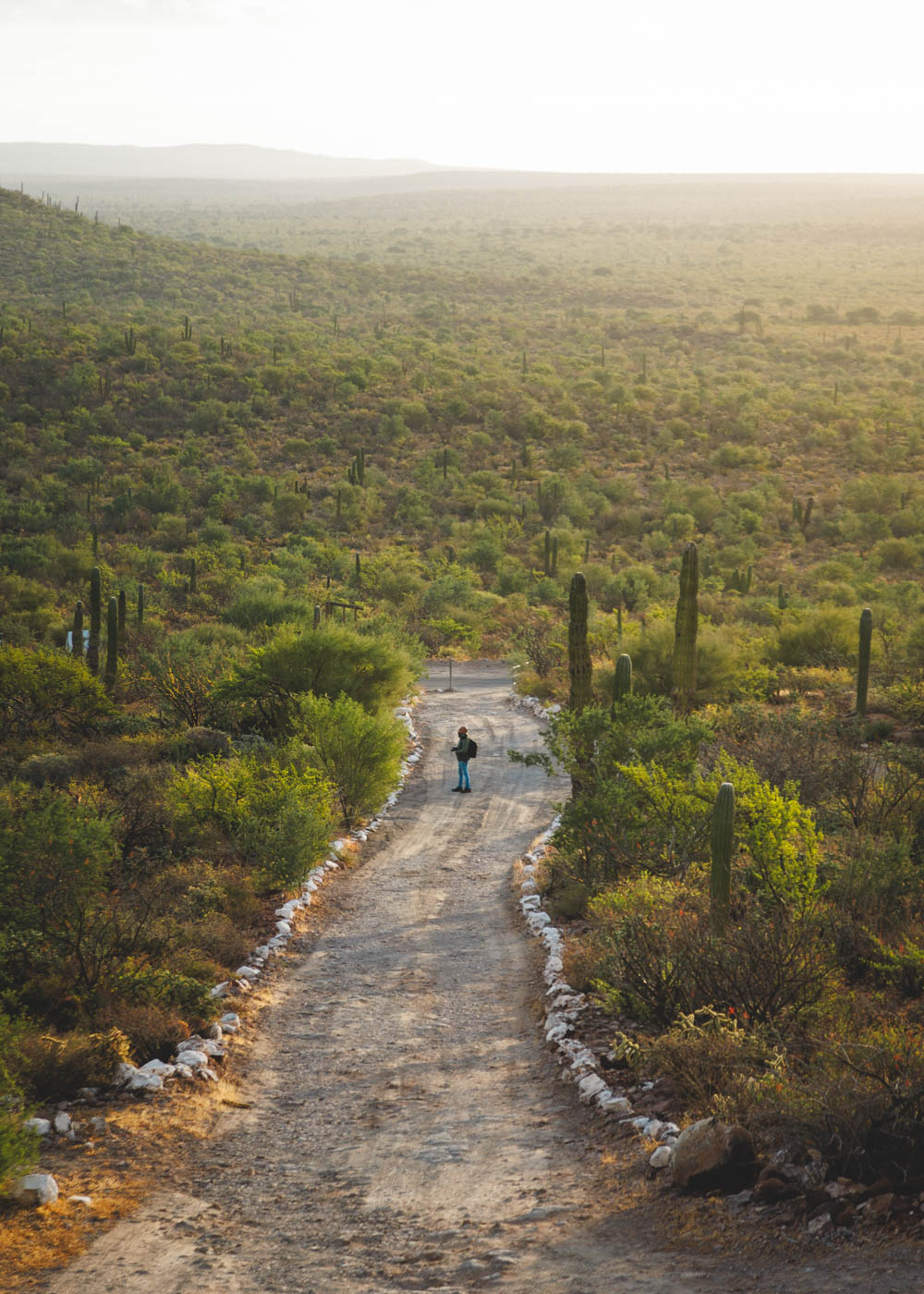 Man walking down a trail at sunset in Volcan de Tres Virgenes in Baja California Sur. Man walking down a trail at sunset in Volcan de Tres Virgenes in Baja California Sur.
