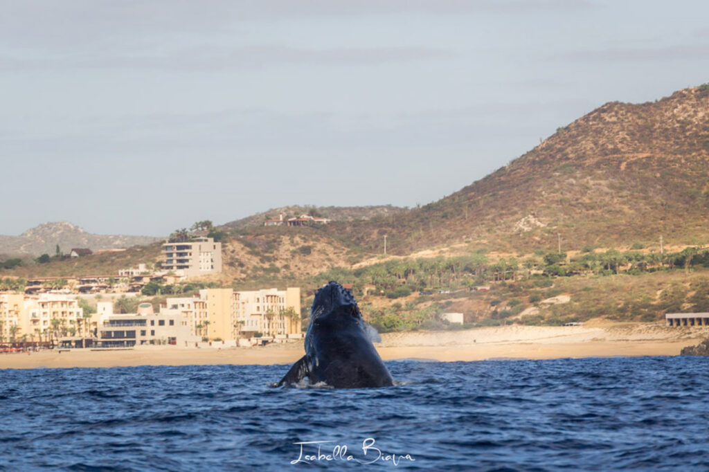 Whale breaching the ocean besides Cabo San Lucas.