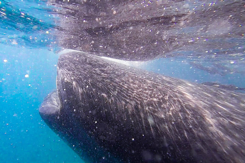 Whale shark filter feeding in the ocean near La Paz in Mexico.