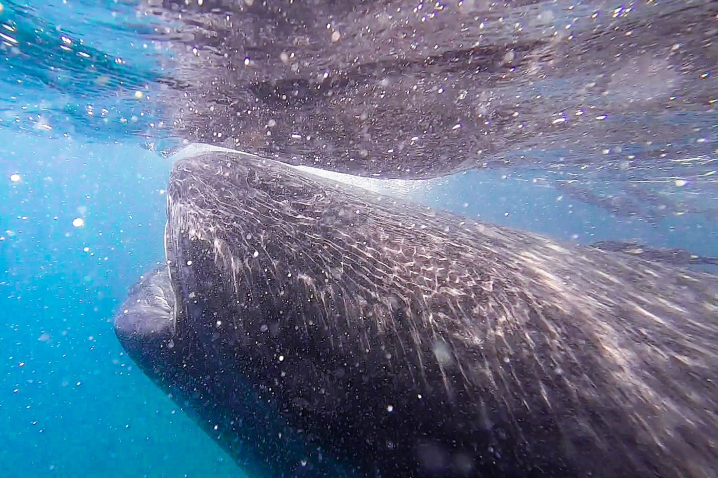 Whale shark filter feeding in the ocean near La Paz in Mexico. Whale shark filter feeding in the ocean near La Paz in Mexico.