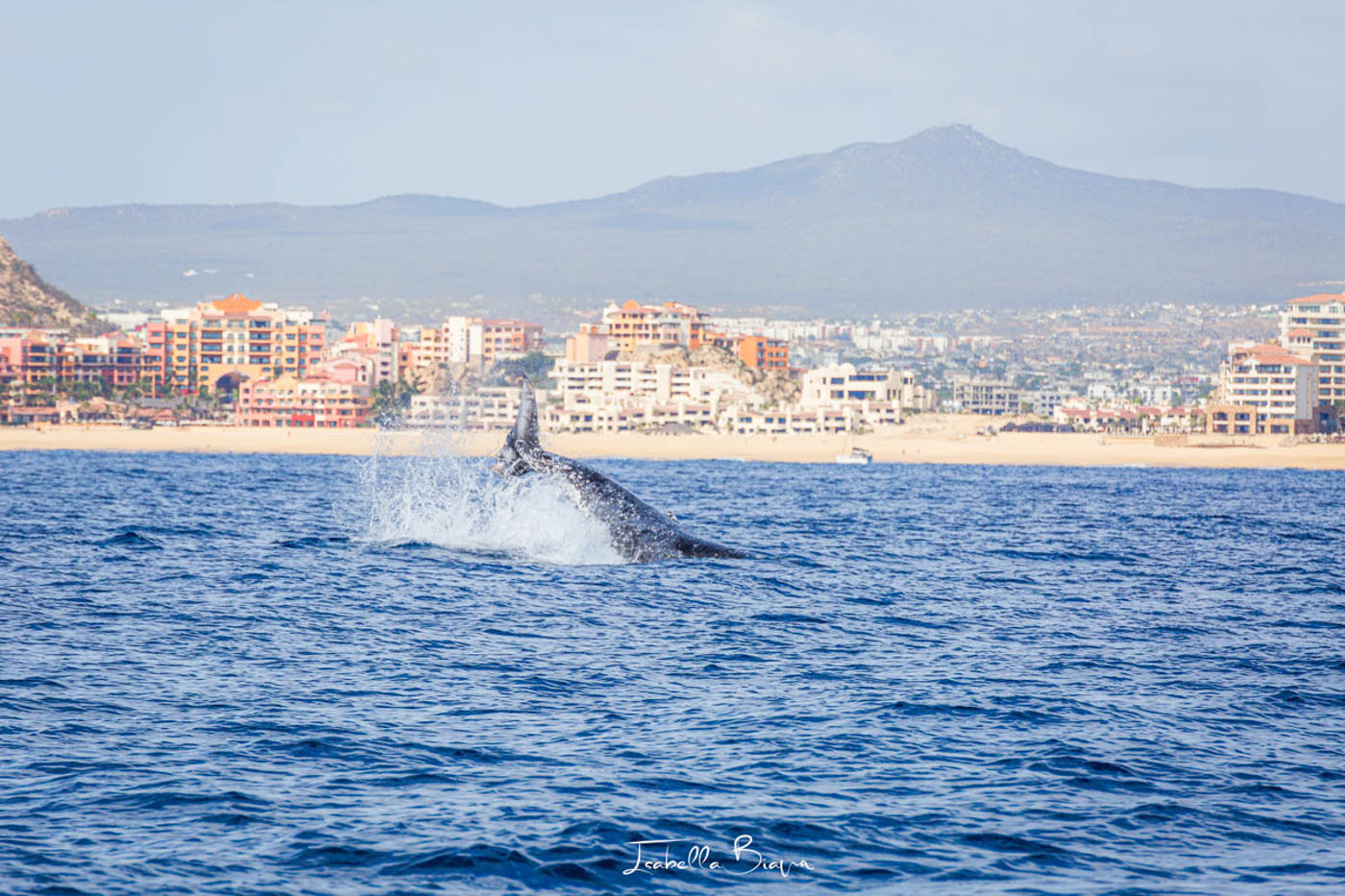 A whale slapping its tail on the ocean in front of Cabo San Lucas. A whale slapping its tail on the ocean in front of Cabo San Lucas.