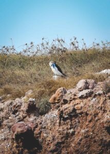 Marietas Islands: Hidden Beach Near Puerto Vallarta!