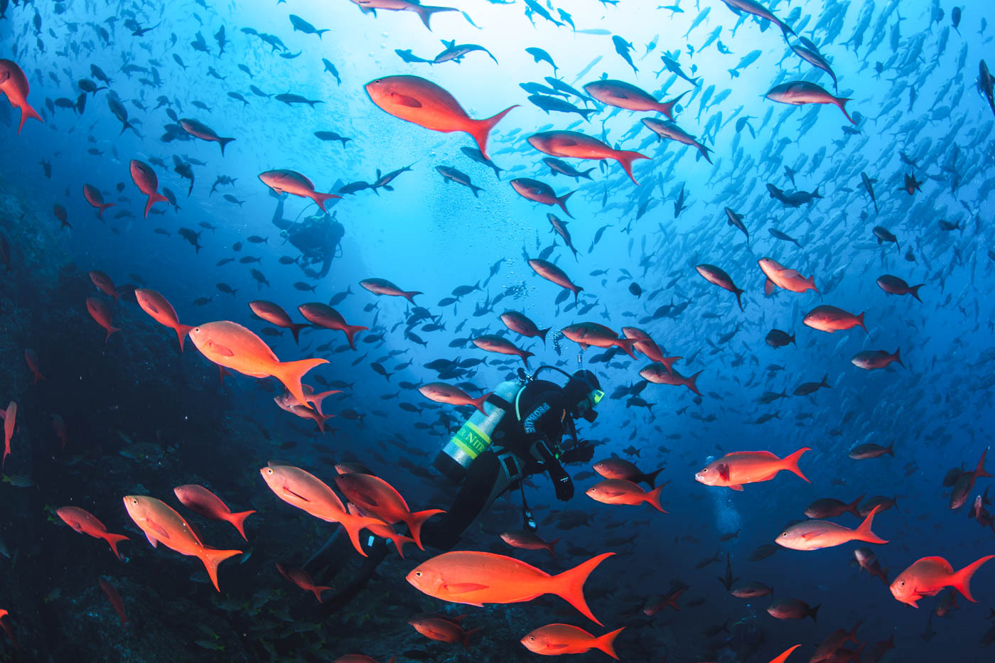 A scuba diver under the ocean surrounded by a school of bright orange tropical fish.
