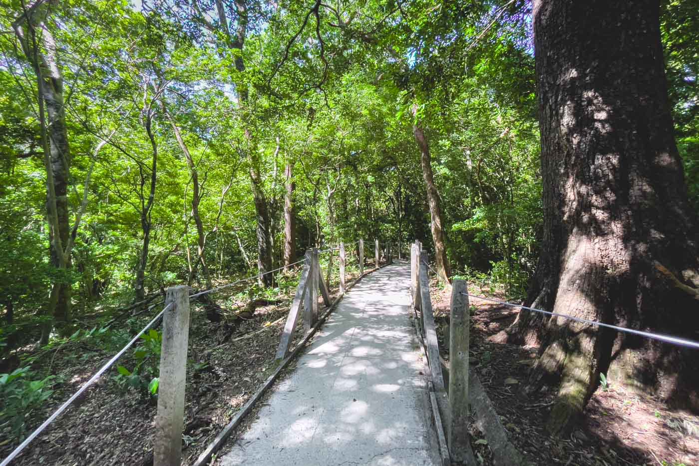 A marked trail running through the forests of Rincon de la Vieja National Park.