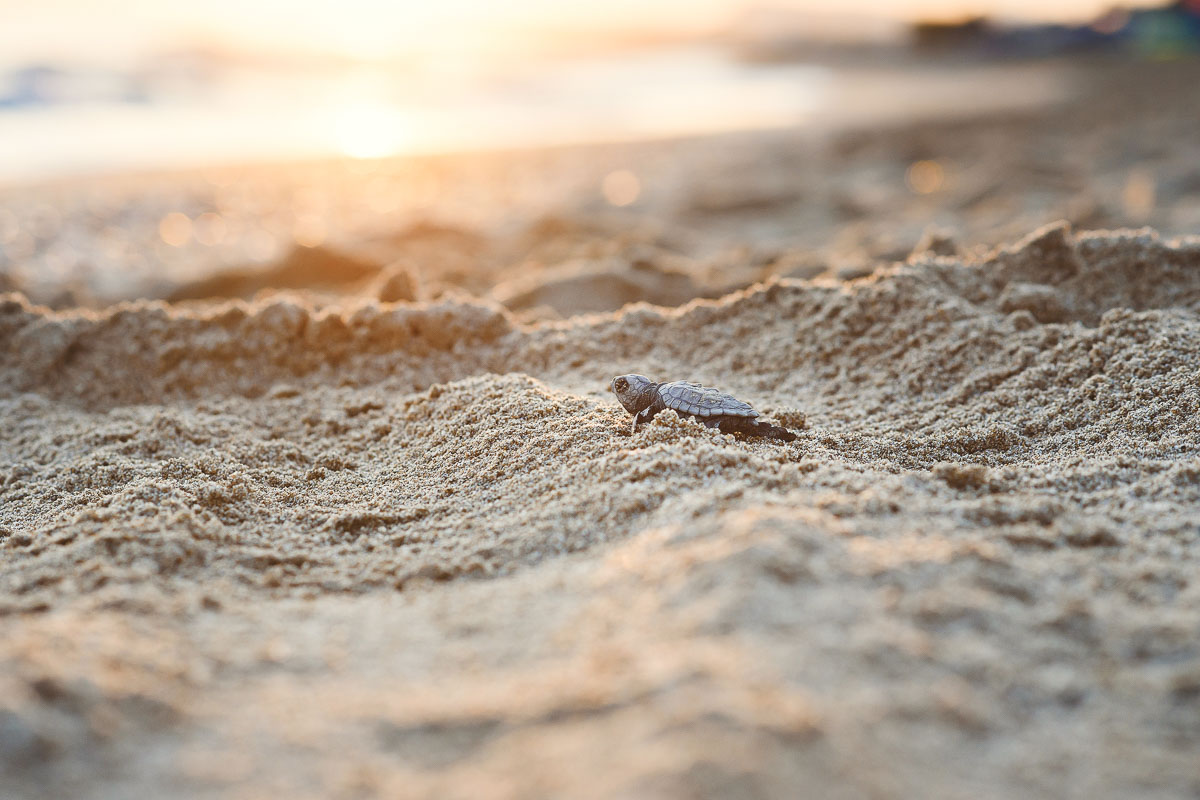 A baby turtle running towards the ocean across sand at sunset.