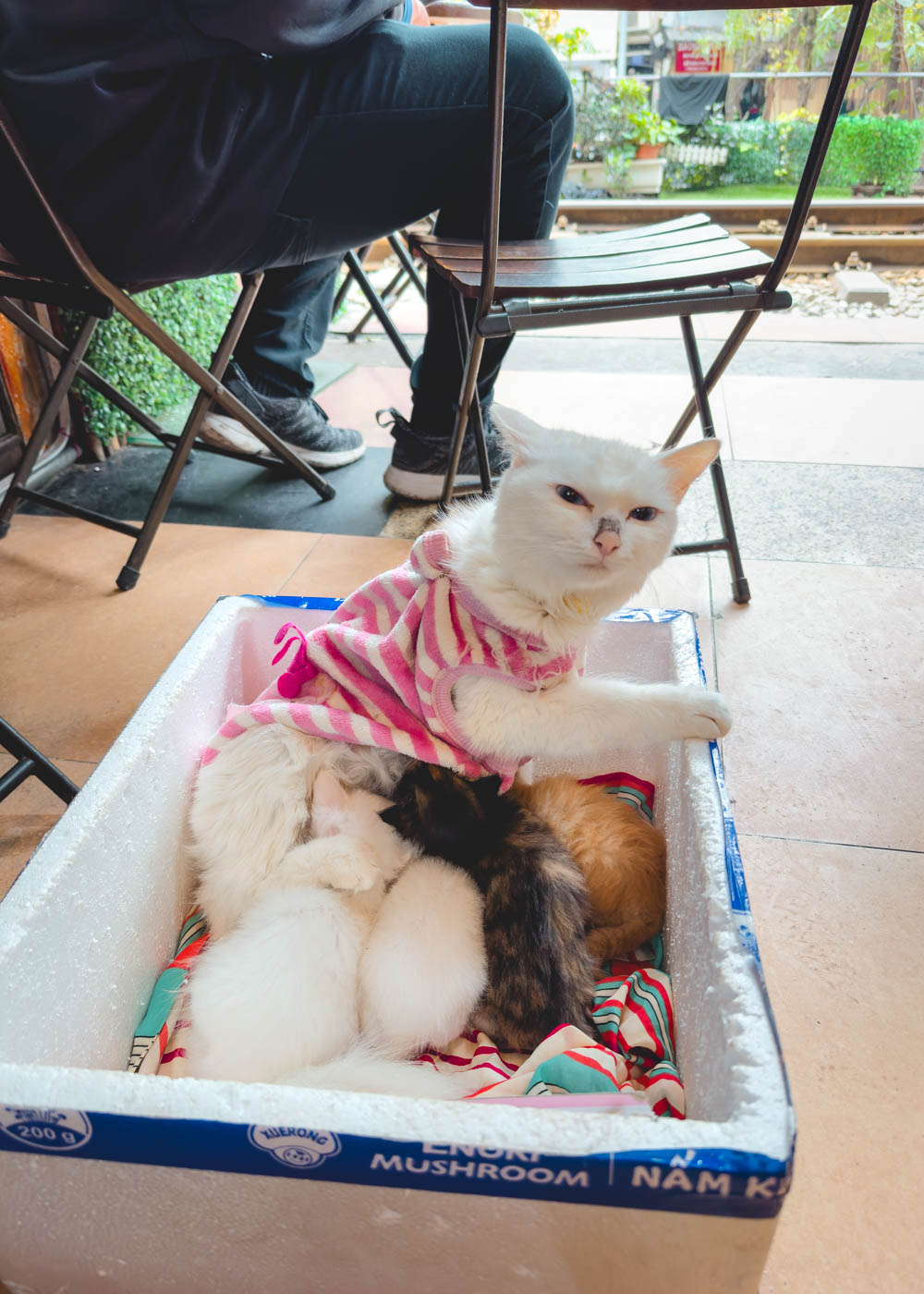 A polystyrene box full of kittens feeding from their mother cat in a cafe in Hanoi.