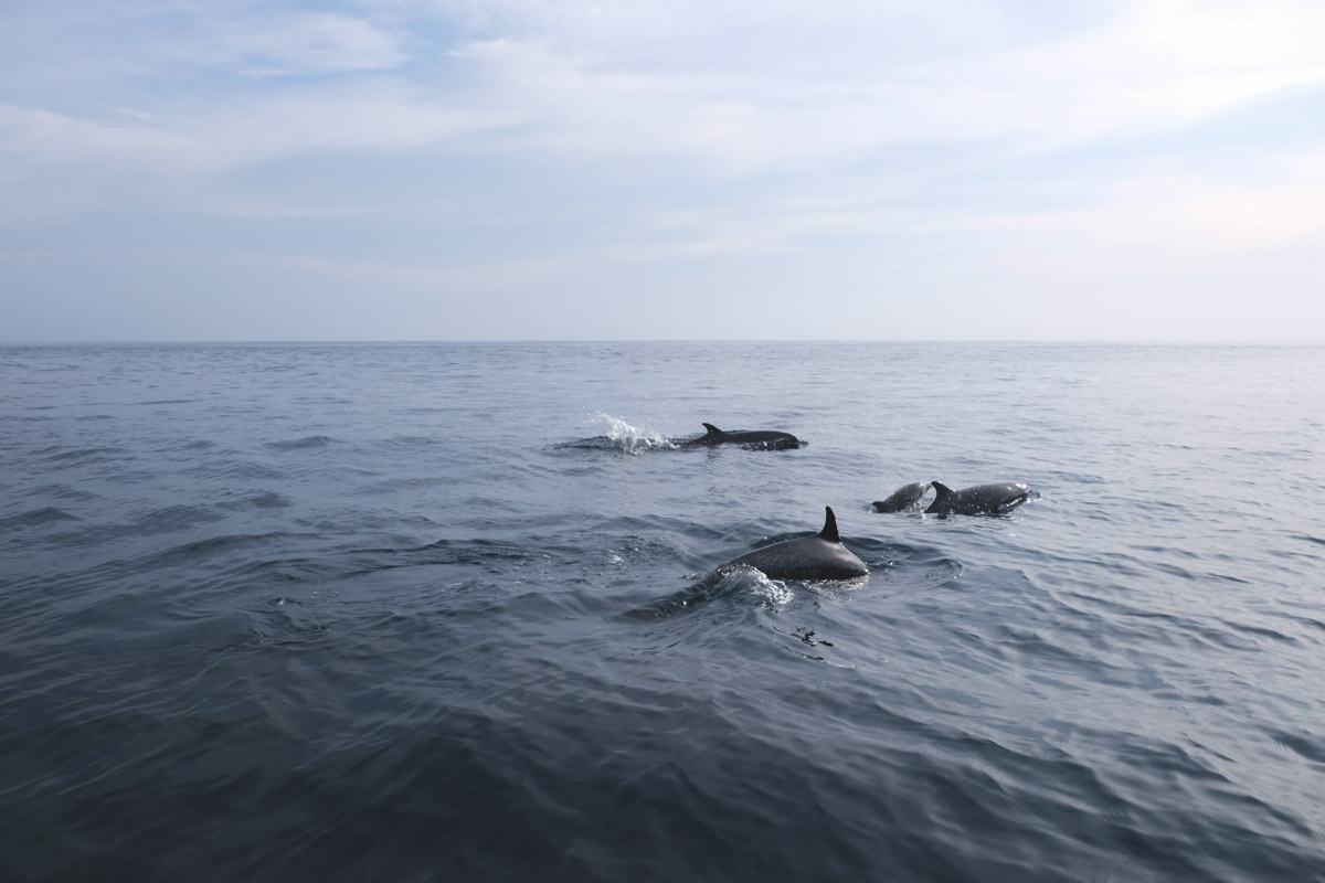 A pod of dolphins out in the ocean on a sunny day.