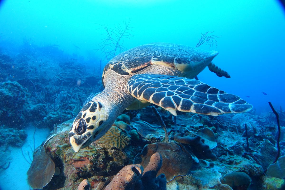 A turtle swimming above an ocean reef.