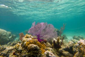 Snorkeling Smith's Reef in Turks and Caicos: READ FIRST!