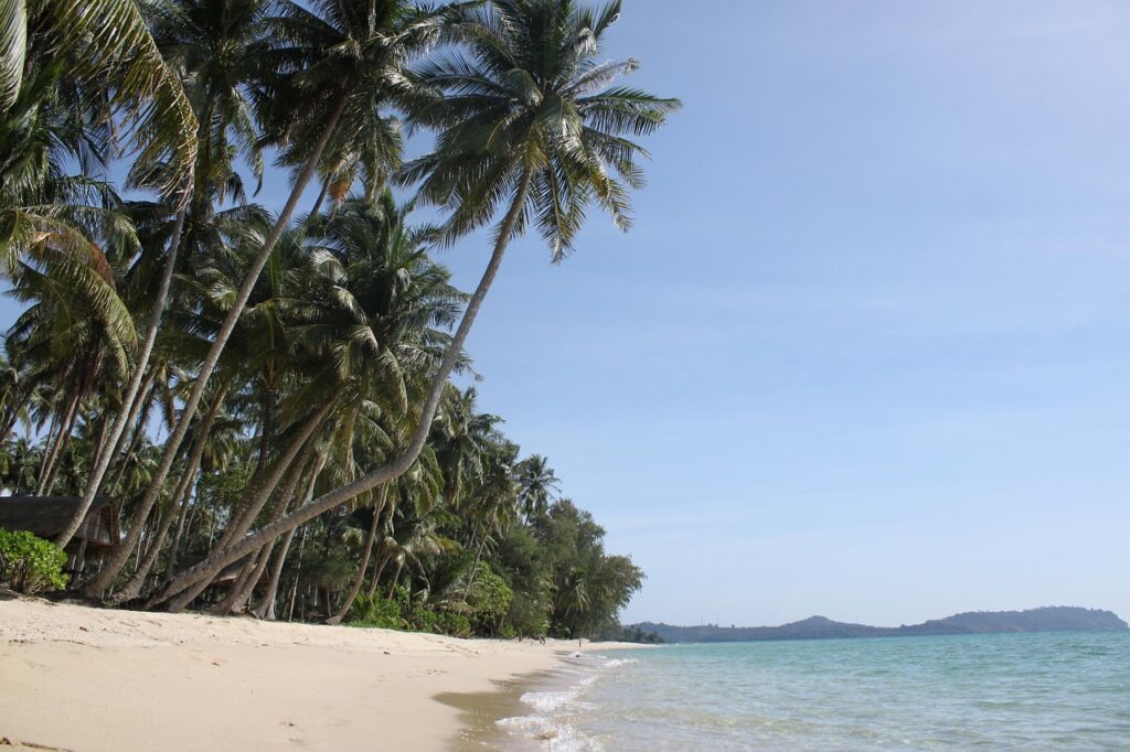 palm trees, koh kood island, nature, thailand, beach, summer, water, sand, sea, vacation, tourism