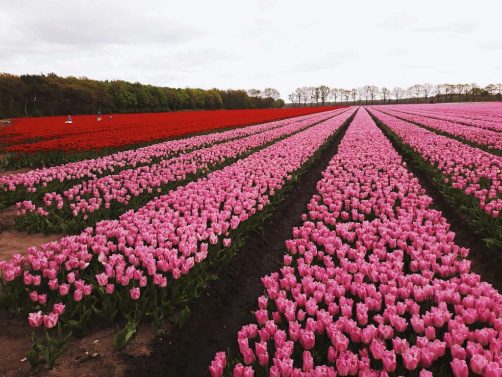 Vibrant tulip fields in full bloom, showcasing the beauty of spring in the Netherlands.