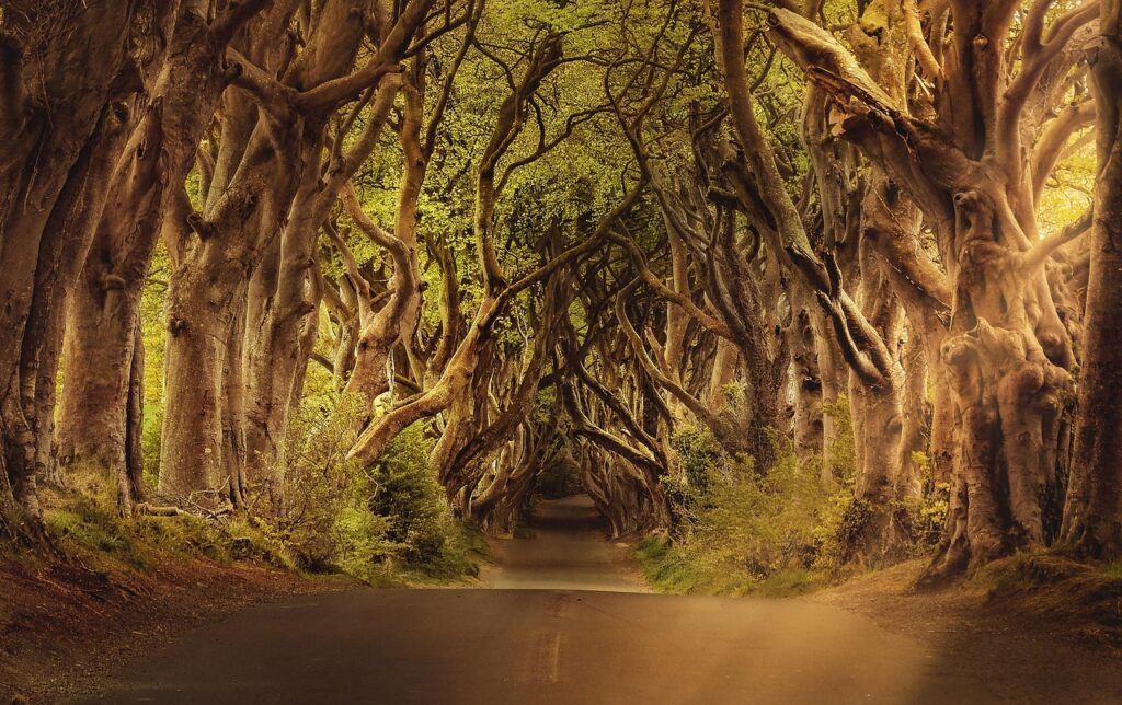 trees, avenue, road, the dark hedges, landscape, ireland, nature, forest, alley, path, rural, northern ireland