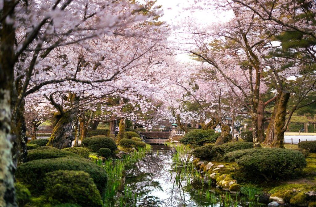 Stunning cherry blossom trees over a serene pond in Kanazawa, Japan during spring.