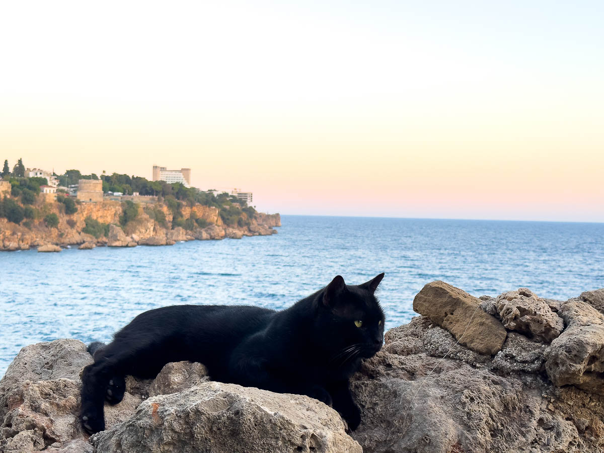 Yavuz Ozcan Park ocean views with black cat