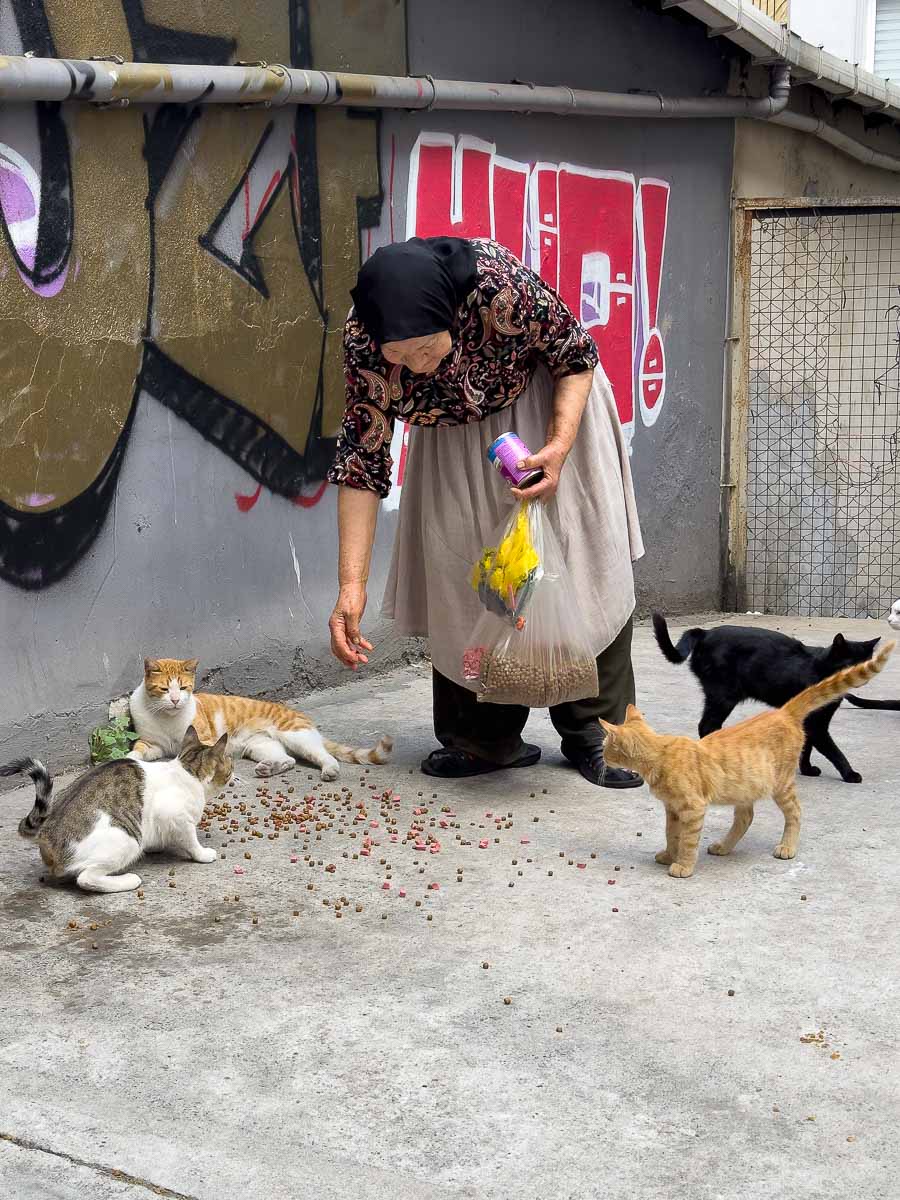 granny feeding cats in istanbul.