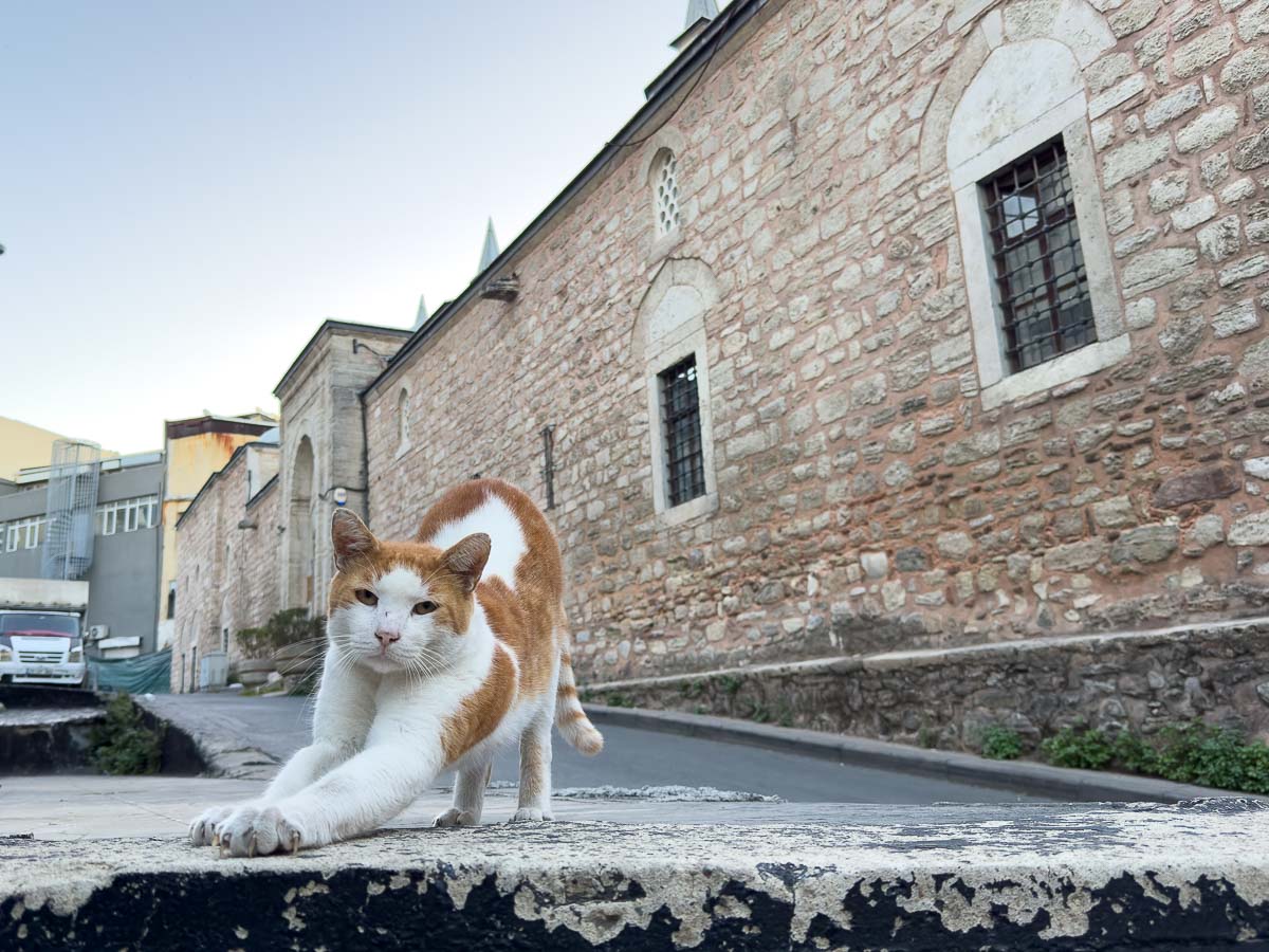 Cat stretching in Istanbul.