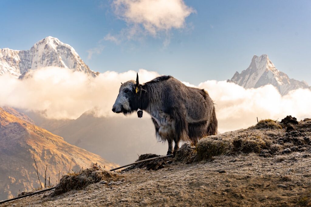 Explore the serene beauty of a yak against the backdrop of the Himalayan mountains in Pokhara, Nepal.