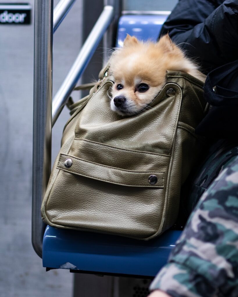 brown chihuahua in brown and black camouflage backpack