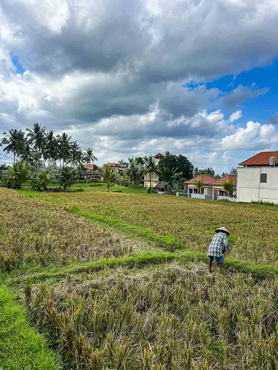 Farmer working in the rice fields