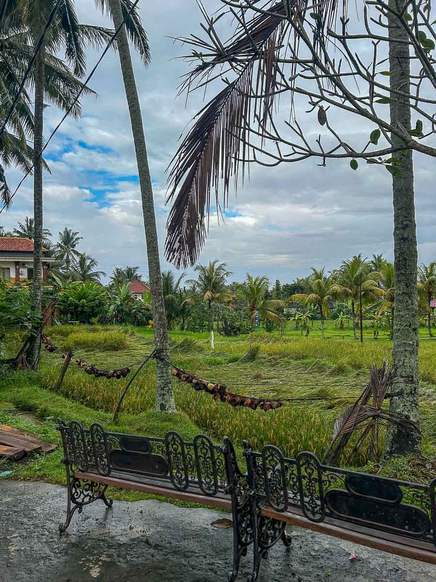 Rice fields in Ubud