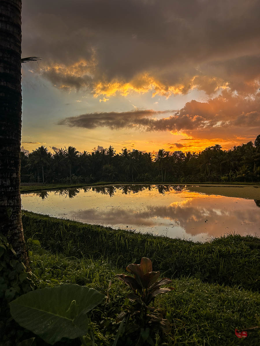 sunset in the Ubud rice fields