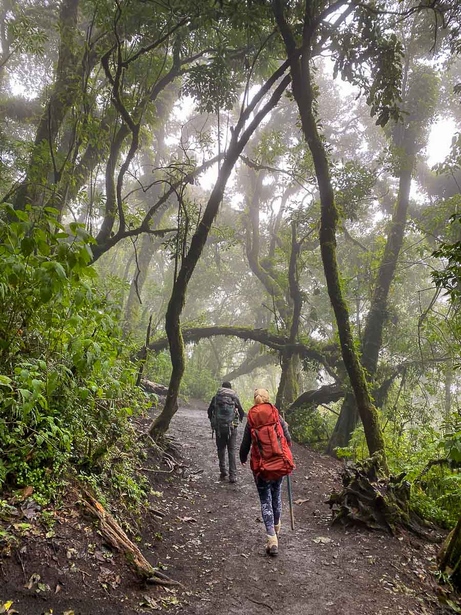 Forest hike up Acatenango.