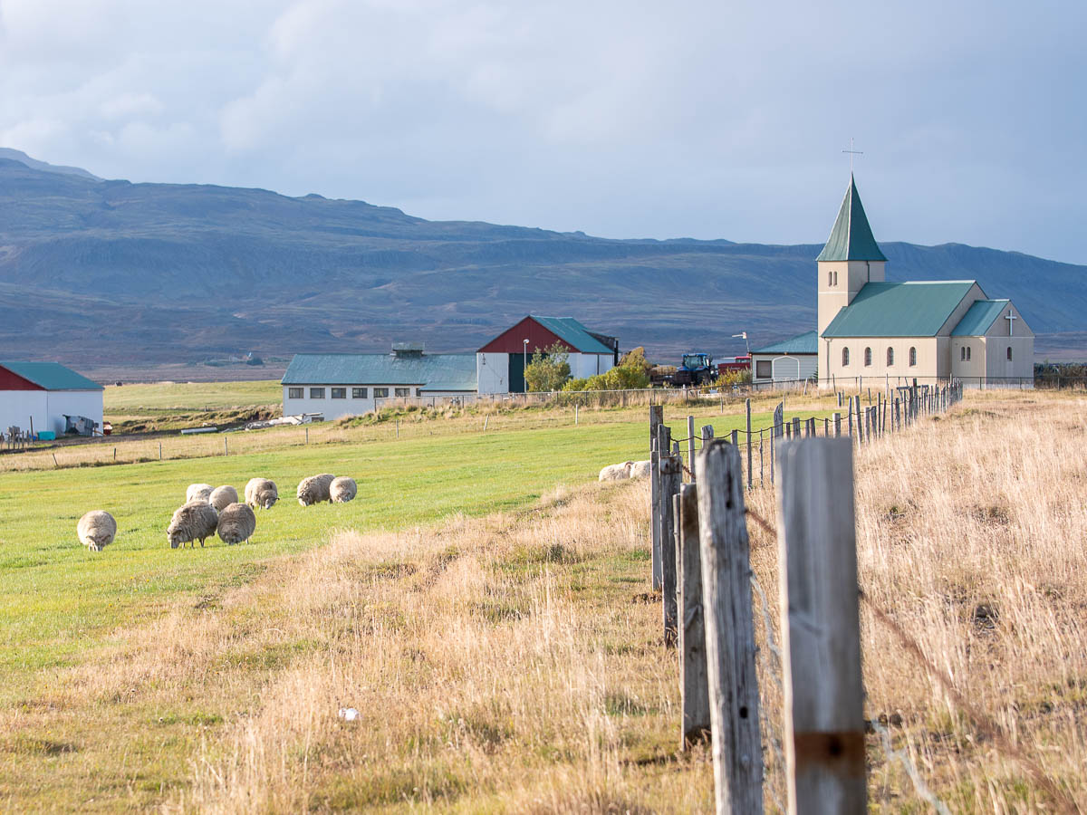 Iceland sheep and church.