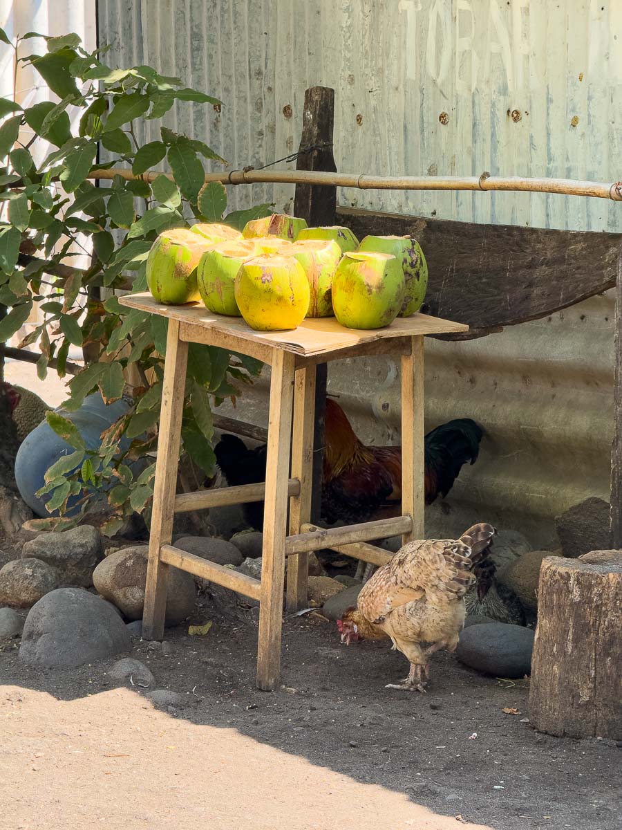 Mizata El Salvador- chickens and coconuts