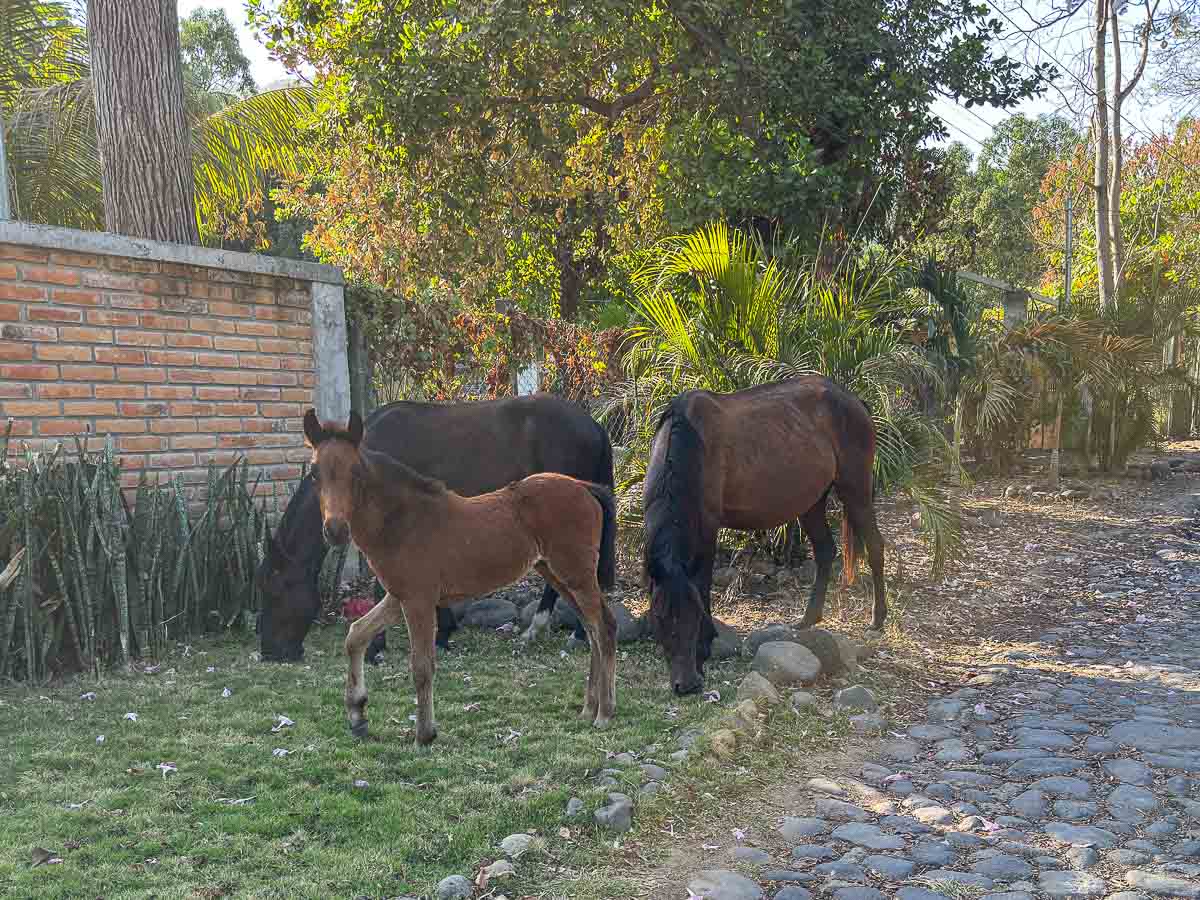 Horses on the side of a road in Atami.