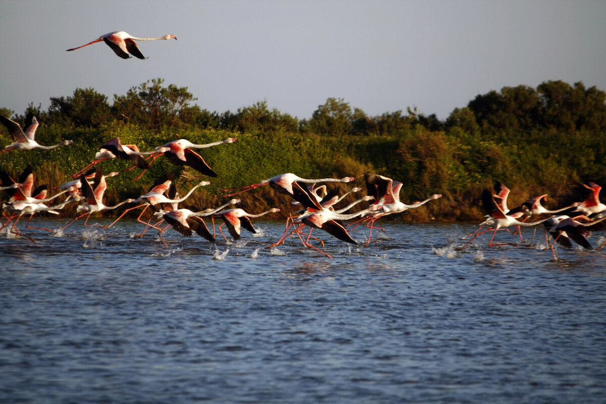 Ria Formosa Natural Park flamingos.