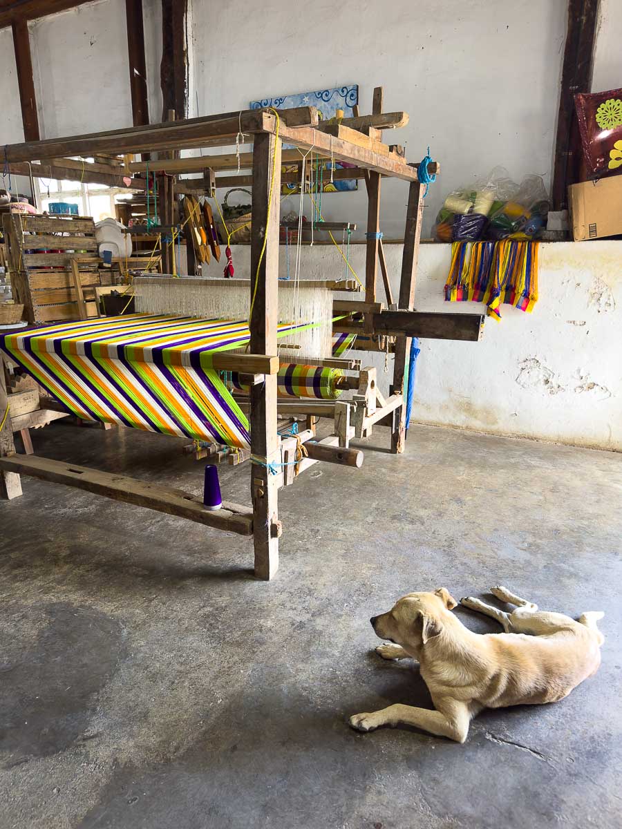 apaneca shop with dog.
