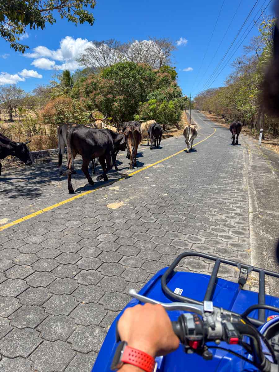 Driving an ATV past cows on an Ometepe road, Nicaragua
