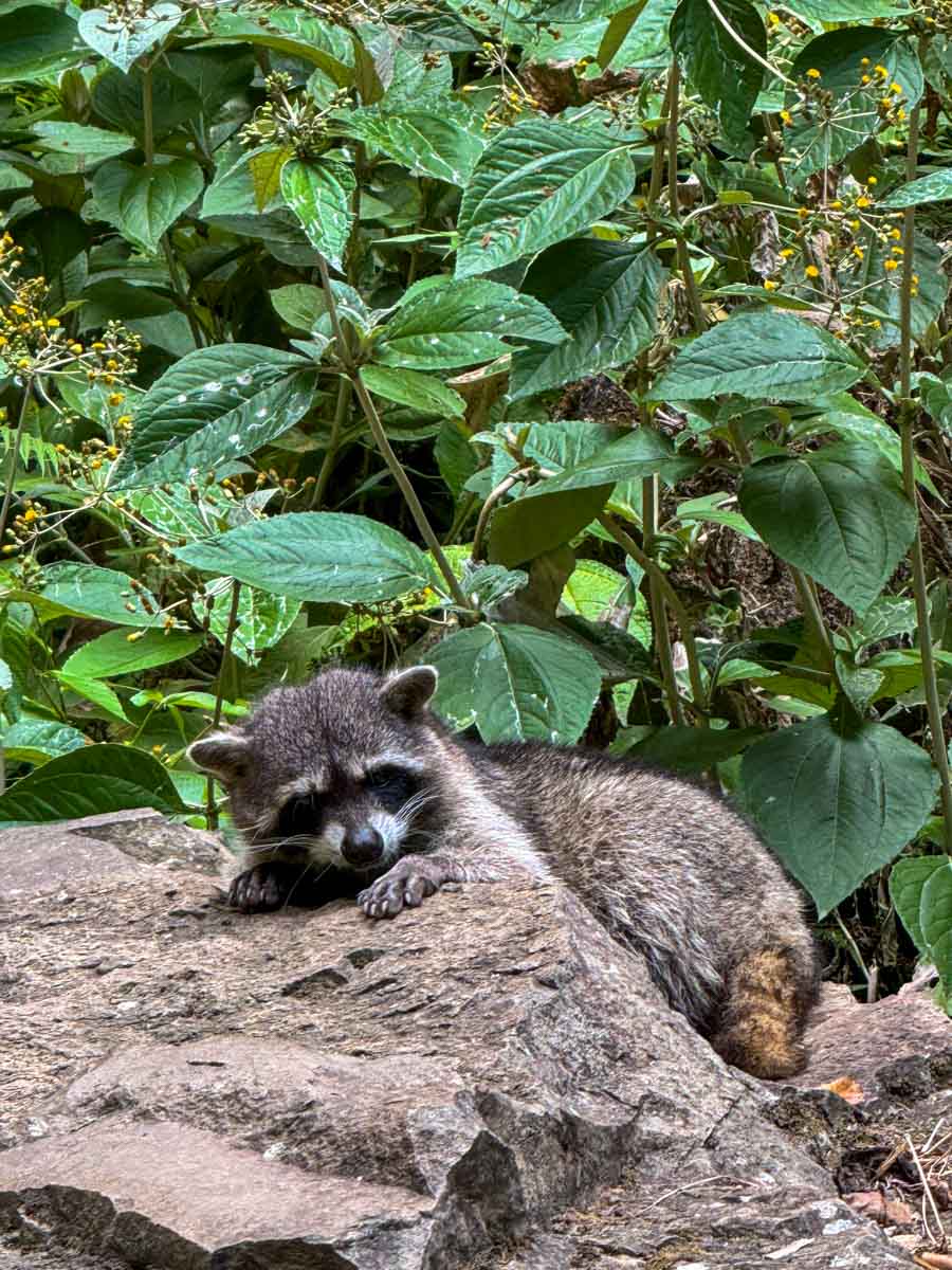 Raccoon looking for snacks at San Ramón waterfall, Ometepe
