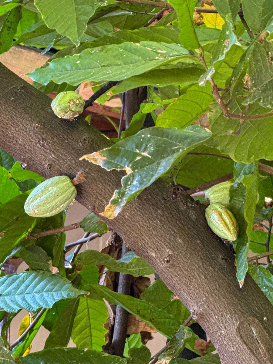 Cacao pod growing on a tree at ChocoMuseo Granada, Nicaragua