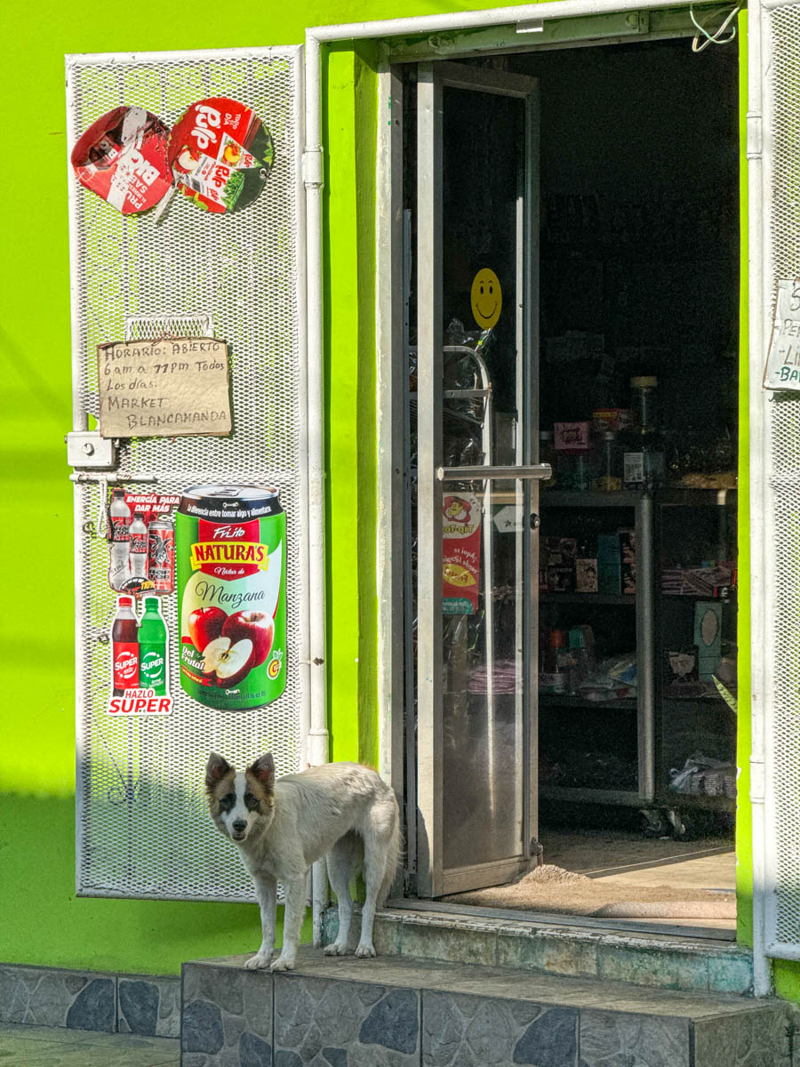 Dog resting in the shade outside a doorway in Granada, Nicaragua