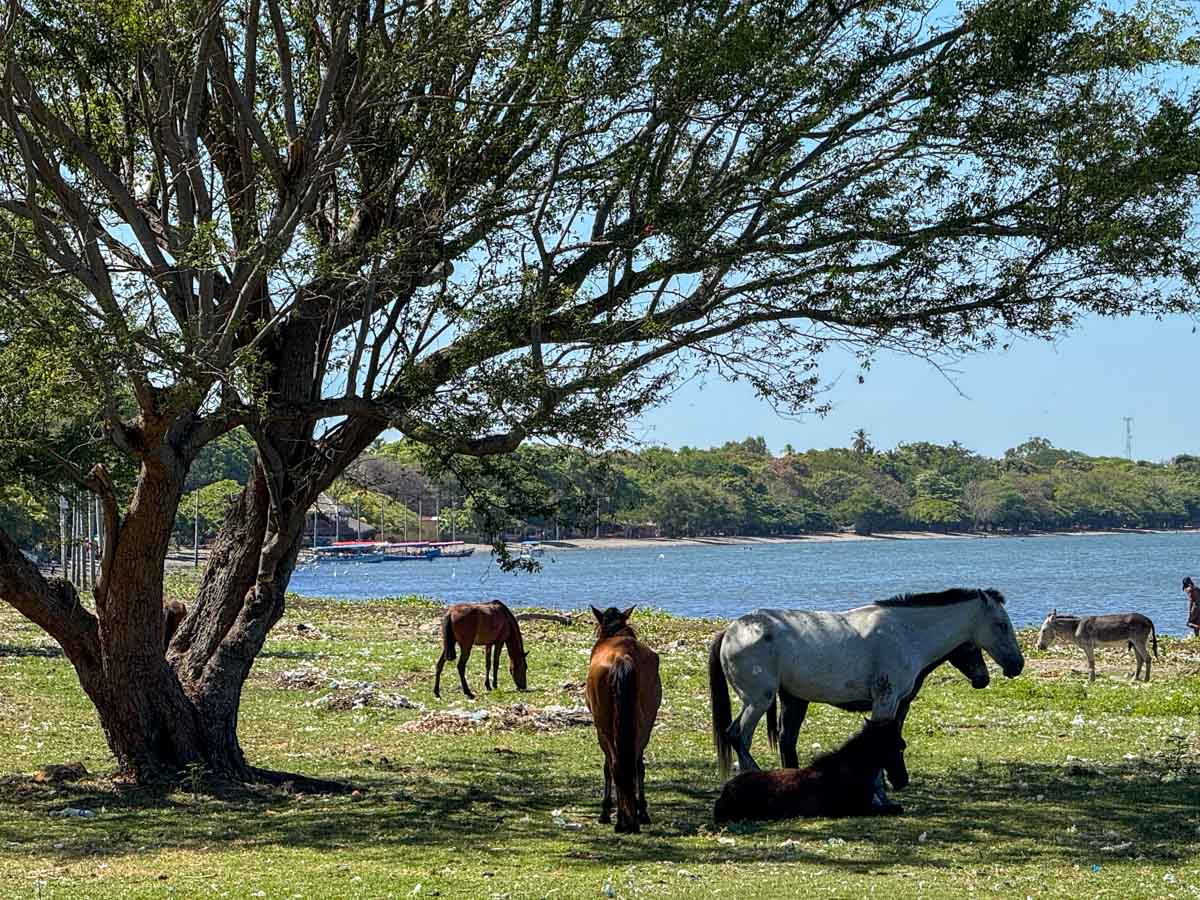 Horse grazing by Lake Nicaragua outside Granada