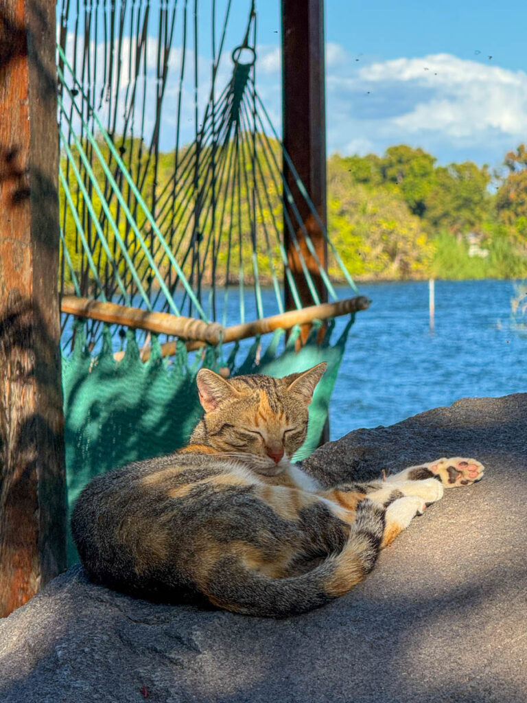 Resident cat sleeping on a rock on Isla Mirabel, Nicaragua