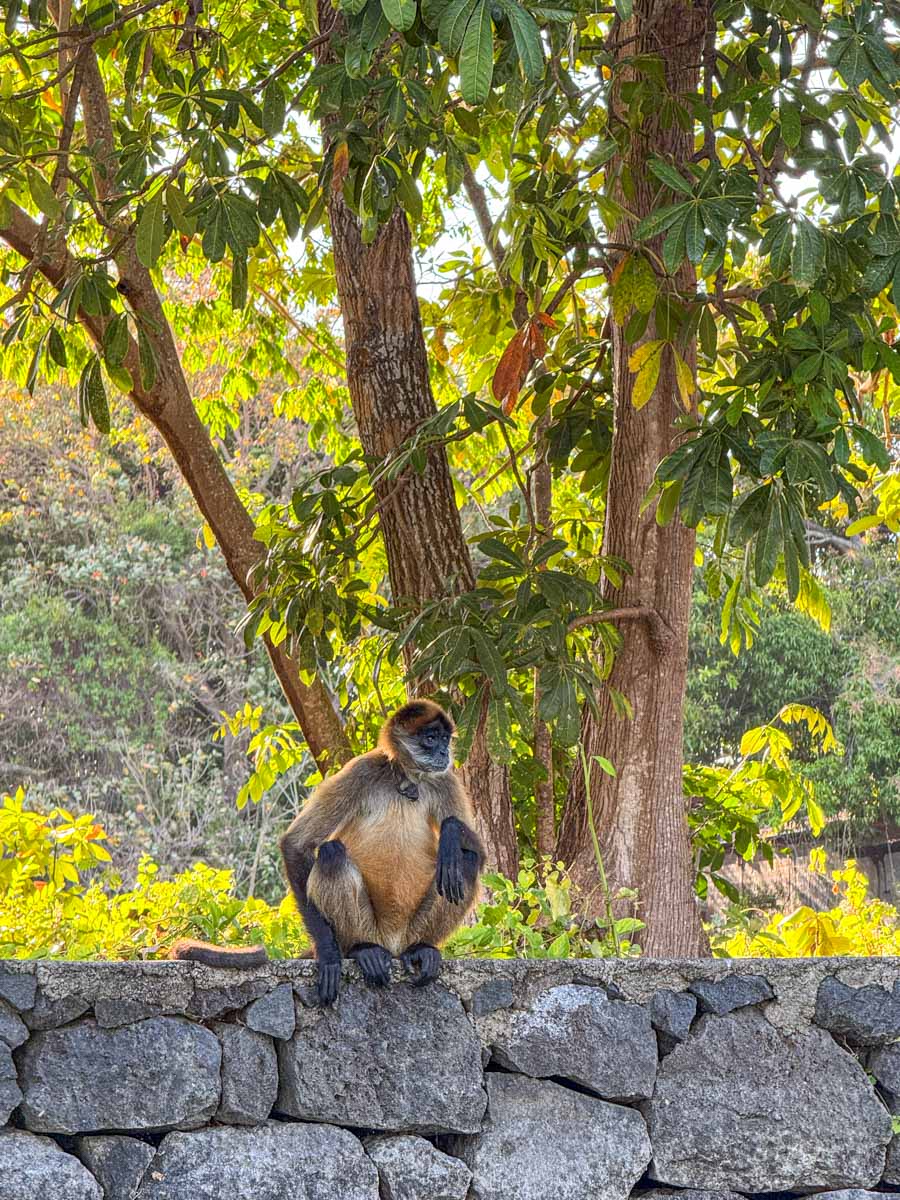 Monkey in the trees of Las Isletas de Granada