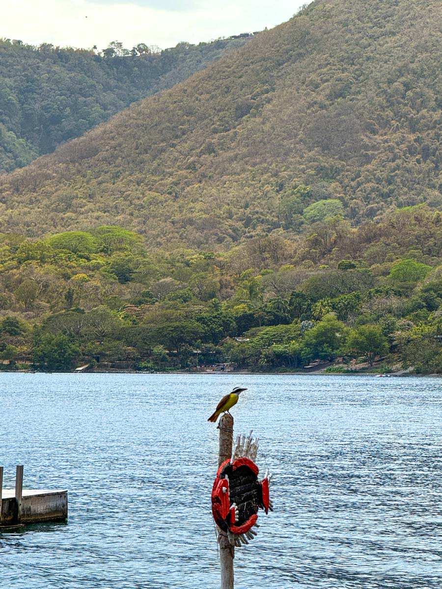 Bird perched near the shore of Laguna de Apoyo
