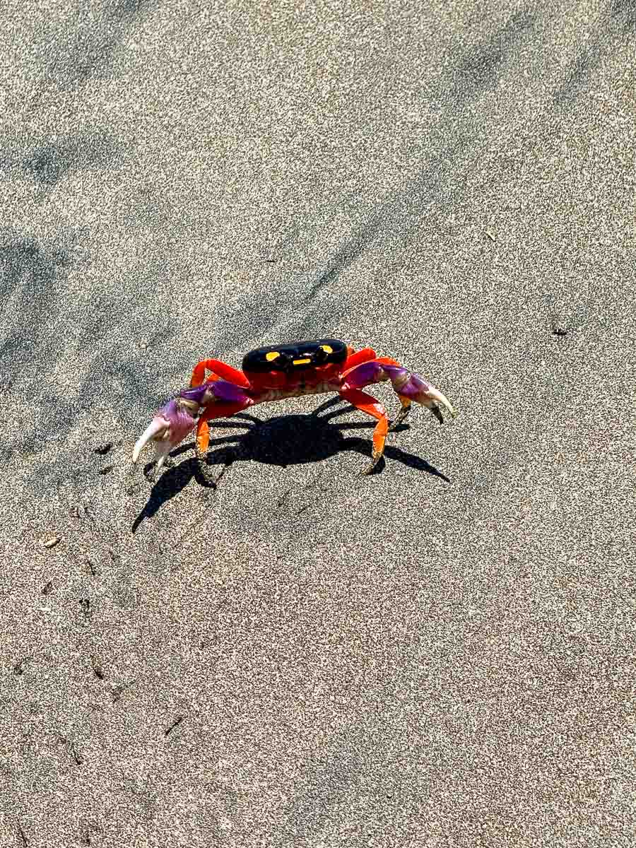 Bright red crab on the rocks by the Popoyo tide pools