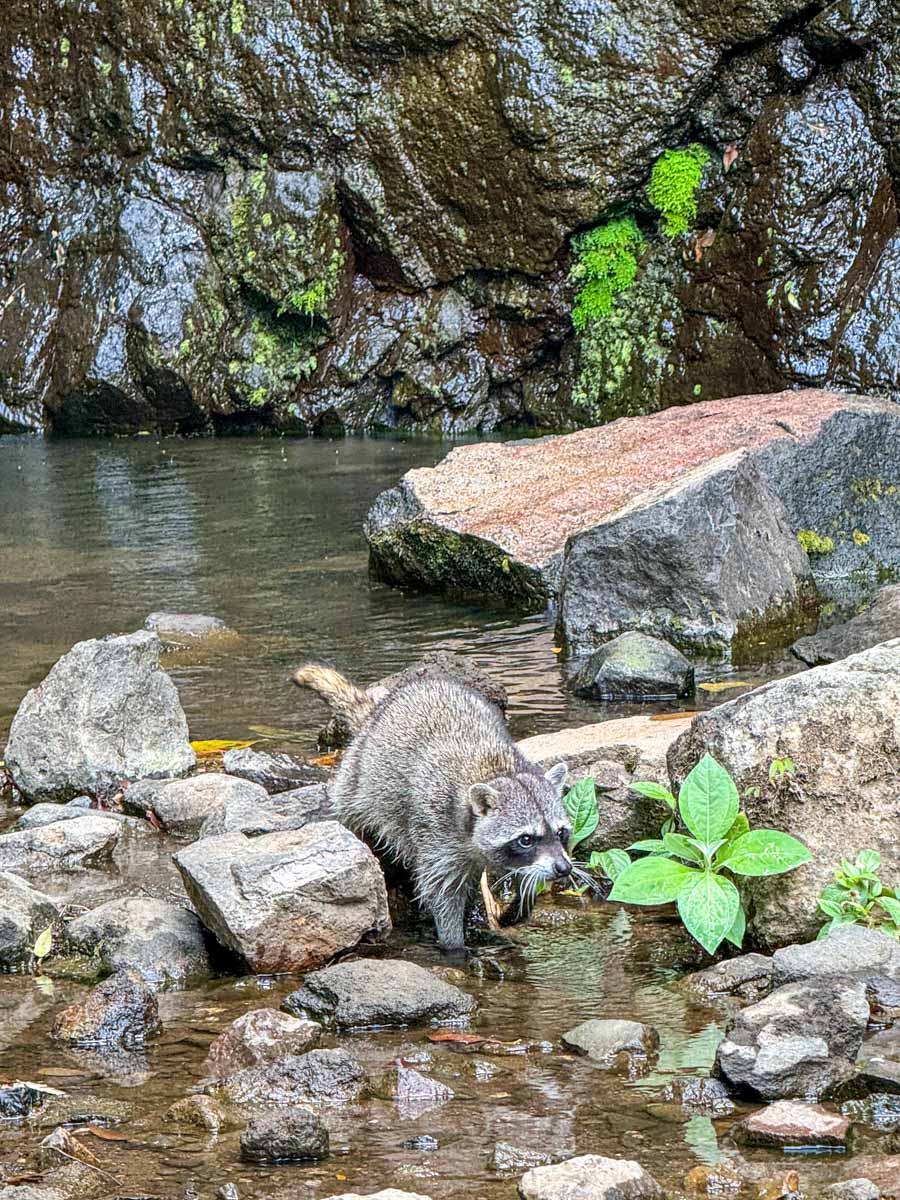 The snack-stealing raccoon wading in the water at San Ramón waterfall