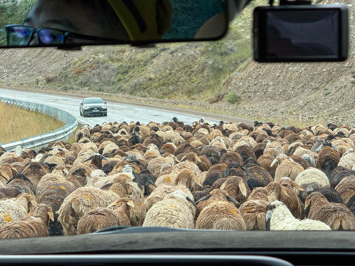 Flock of sheep blocking the road seen from a car near Issyk-Kul, Kyrgyzstan