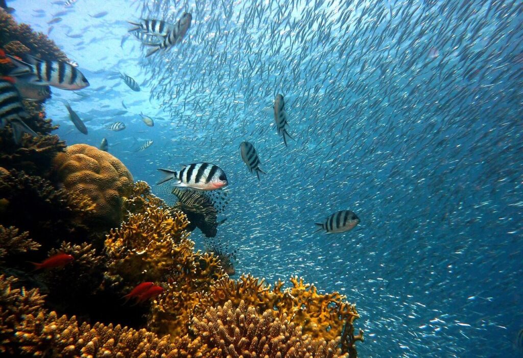 fish, underwater, nature, corals, sea, ocean, coral reef, school of fish, school, diving, water, underwater world, reef, water creatures